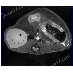 3T 7T 9.4T小動(dòng)物核磁共振MRI檢測服務(wù)